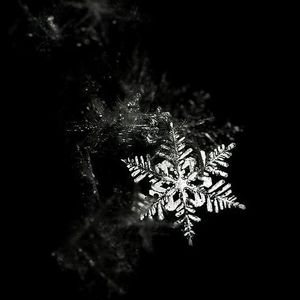 Meet your Posher, Carrie